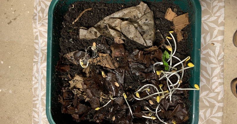 Grade 2/3 class worm composter germinates squash seeds for garden